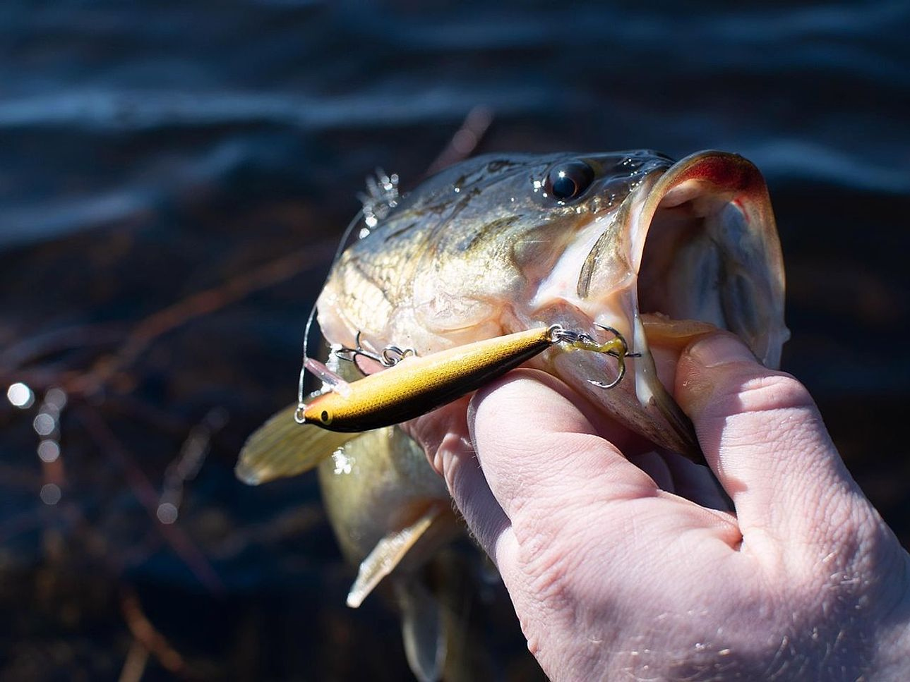 Mãos soltando um peixe de volta à água com cuidado